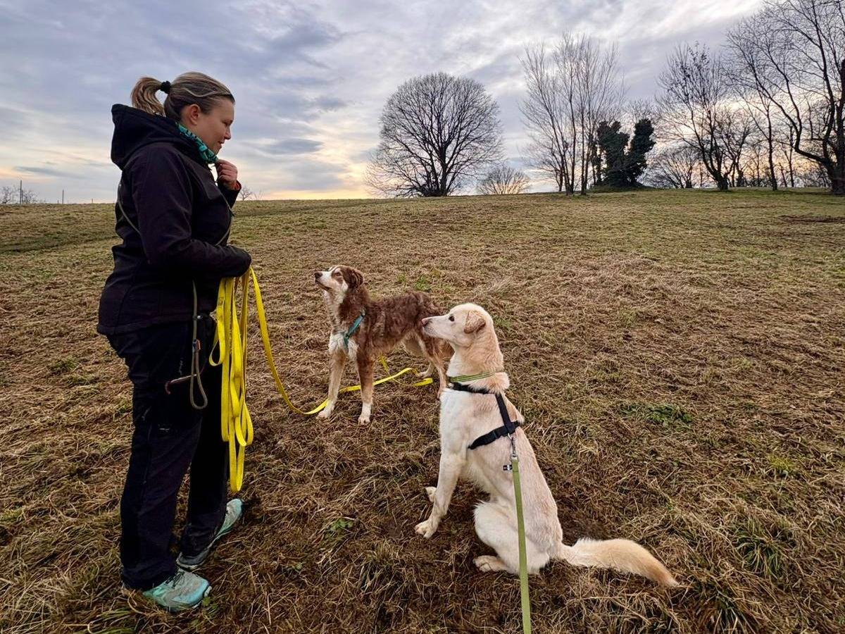 Adotta il cane VARON a Brescia