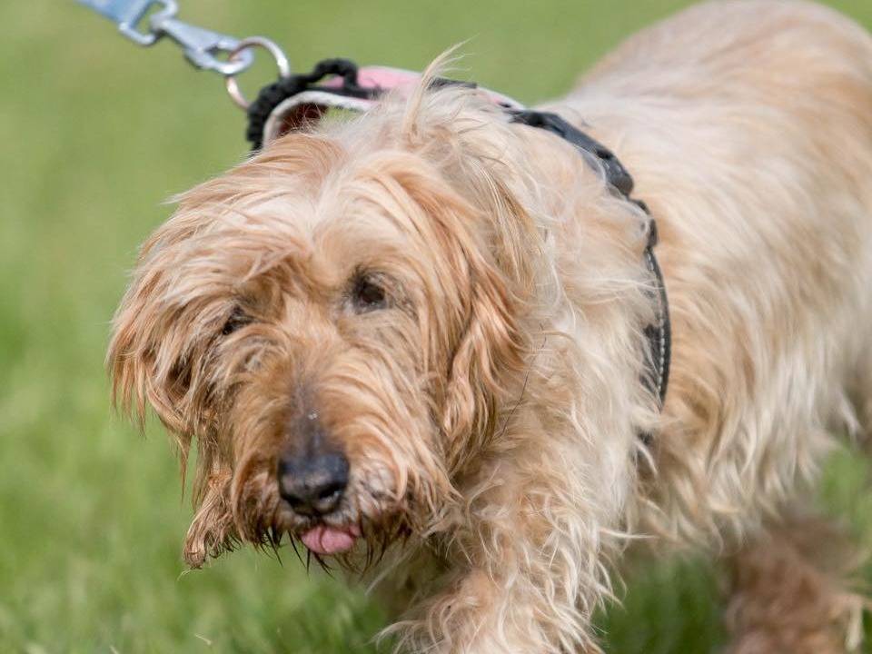 Adozione cane, femmina, Segugio Razza sconosciuta, 15 anni, taglia media contenuta, Cremona