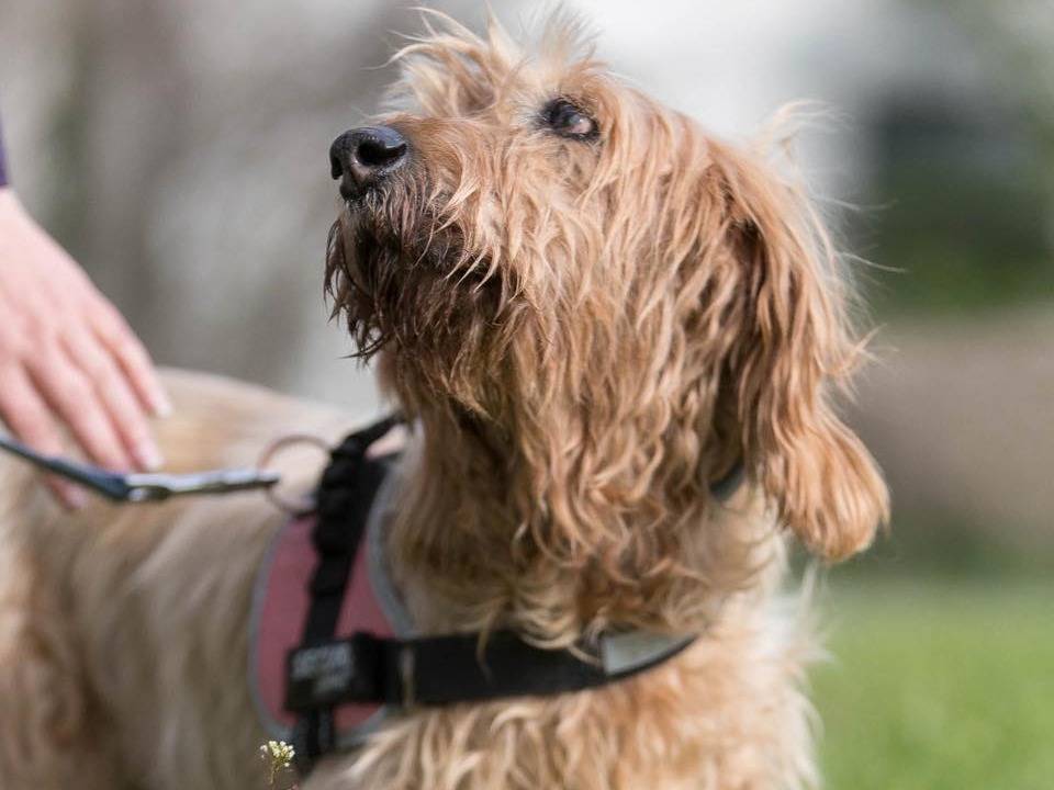 Adotta un cane, femmina, 15 anni, Cremona