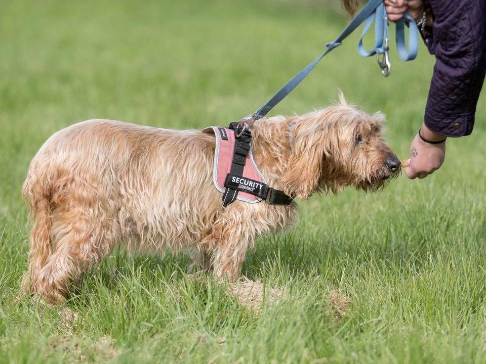 Adotta un cane, taglia media contenuta, femmina, Cremona
