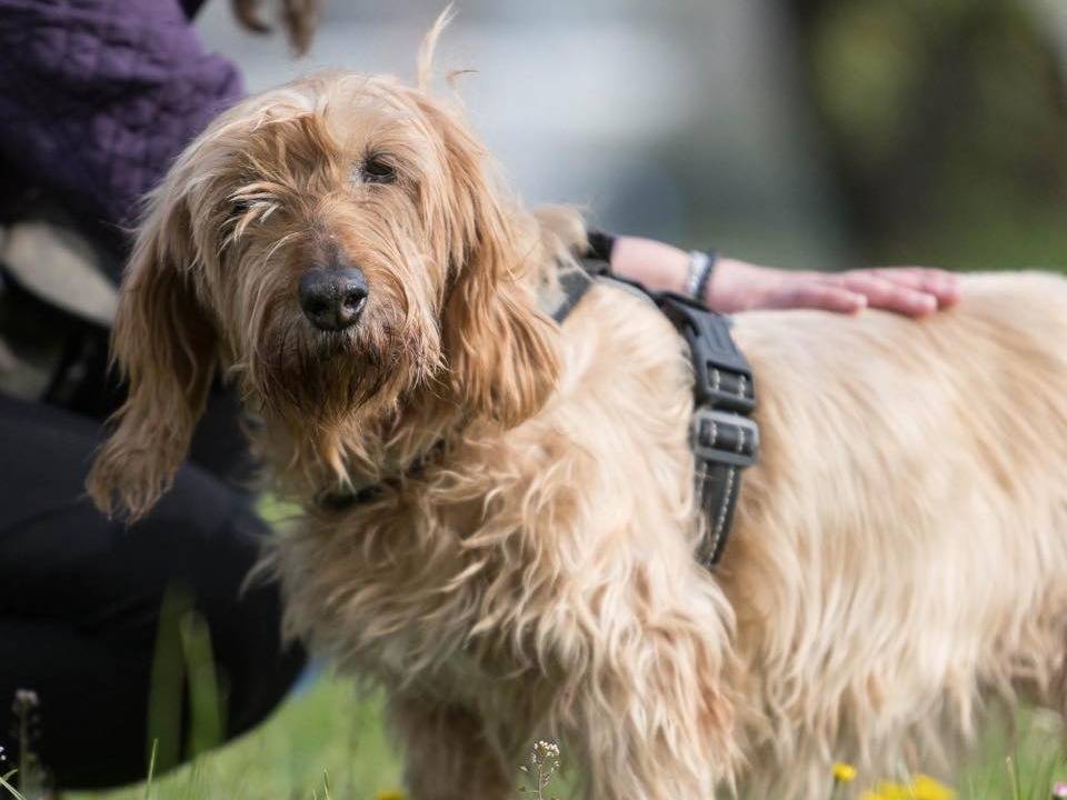 Vuoi adottare un cane a Cremona?