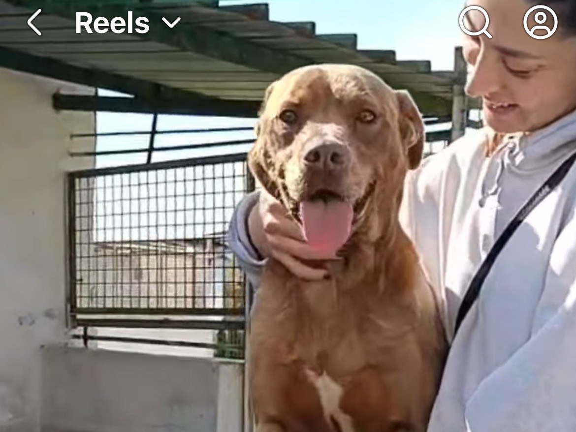 Adozione cane, maschio, Pitbull Razza sconosciuta, 6 anni e 8 mesi, taglia grande, Caserta