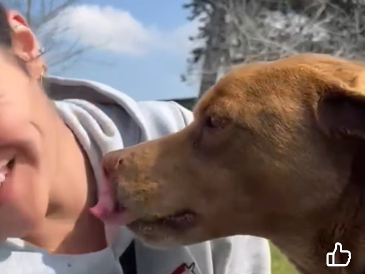 Adotta il cane Garibaldi  a Caserta