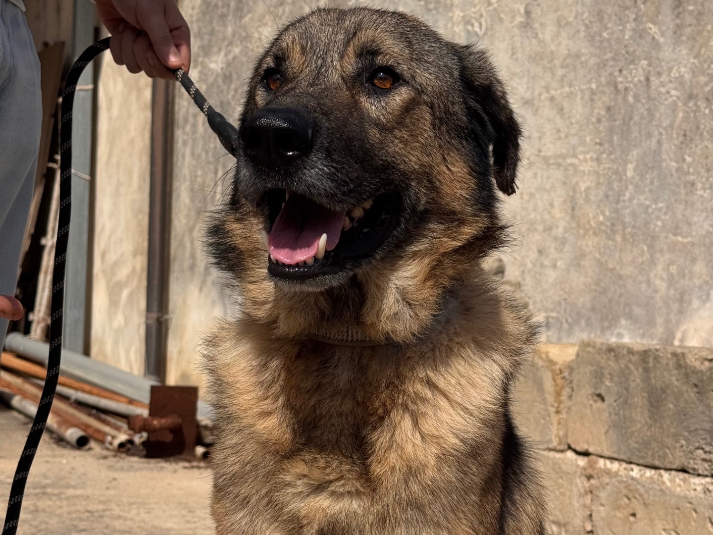 Adotta un cane, maschio, 4 anni e 5 mesi, Lecce