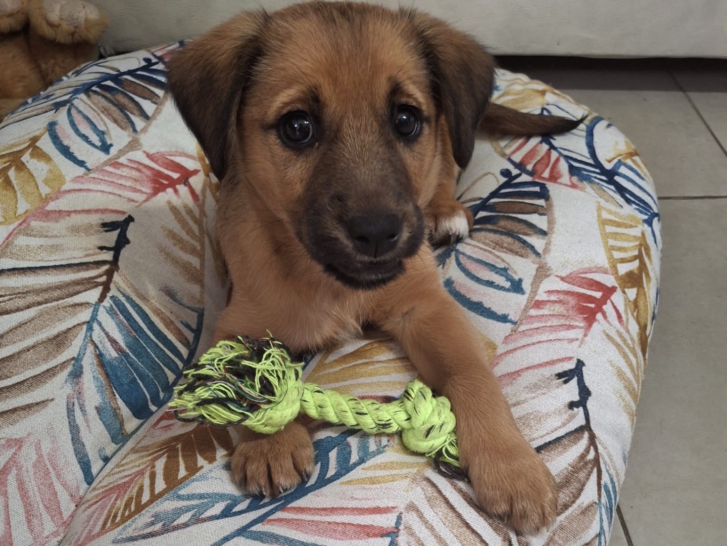 Adozione cane, femmina, Pastore Belga Malinois Razza sconosciuta, 2 mesi, taglia media, Siracusa