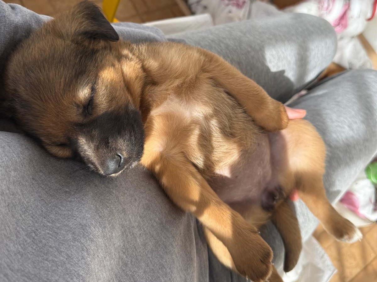 Adotta un cane, femmina, 2 mesi, Siracusa