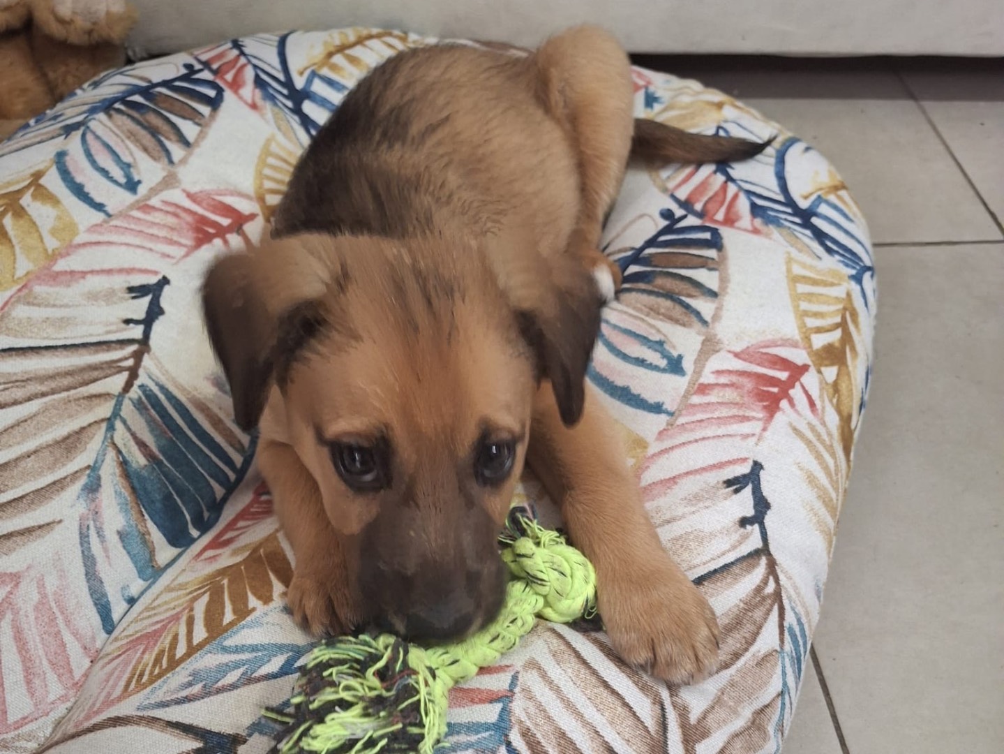 Adotta un cane, taglia media, femmina, Siracusa