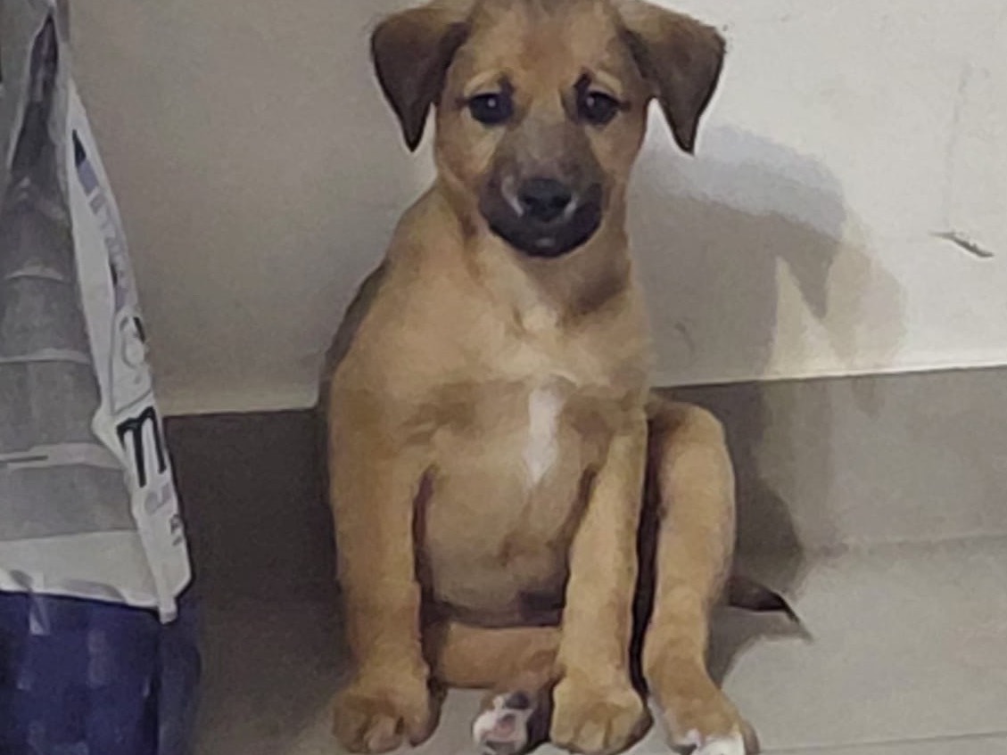 Vuoi adottare un cane a Siracusa?