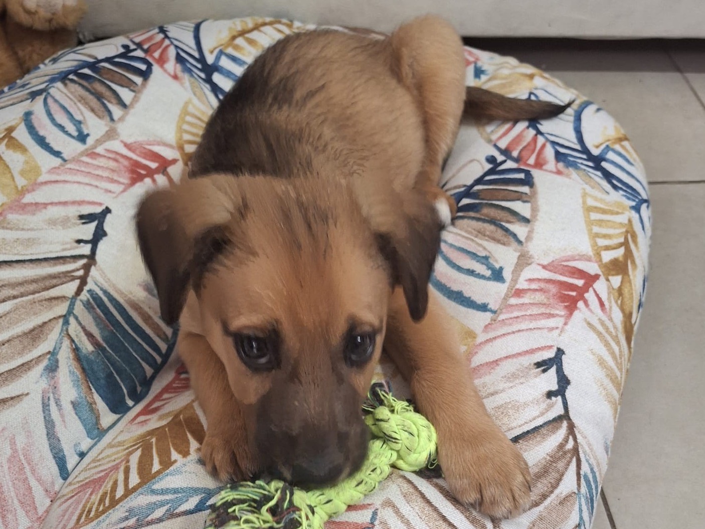 Adotta il cane Cloe a Siracusa