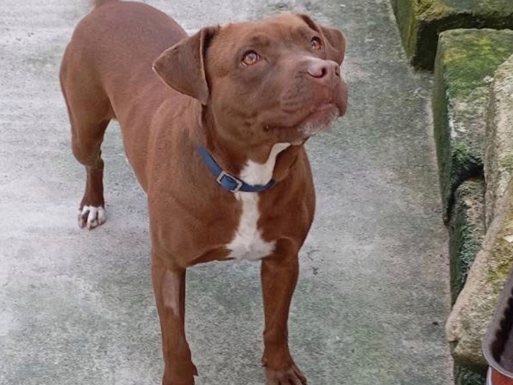 Adozione cane, femmina, Pitbull Razza sconosciuta, 1 anno e 2 mesi, taglia media, Siracusa