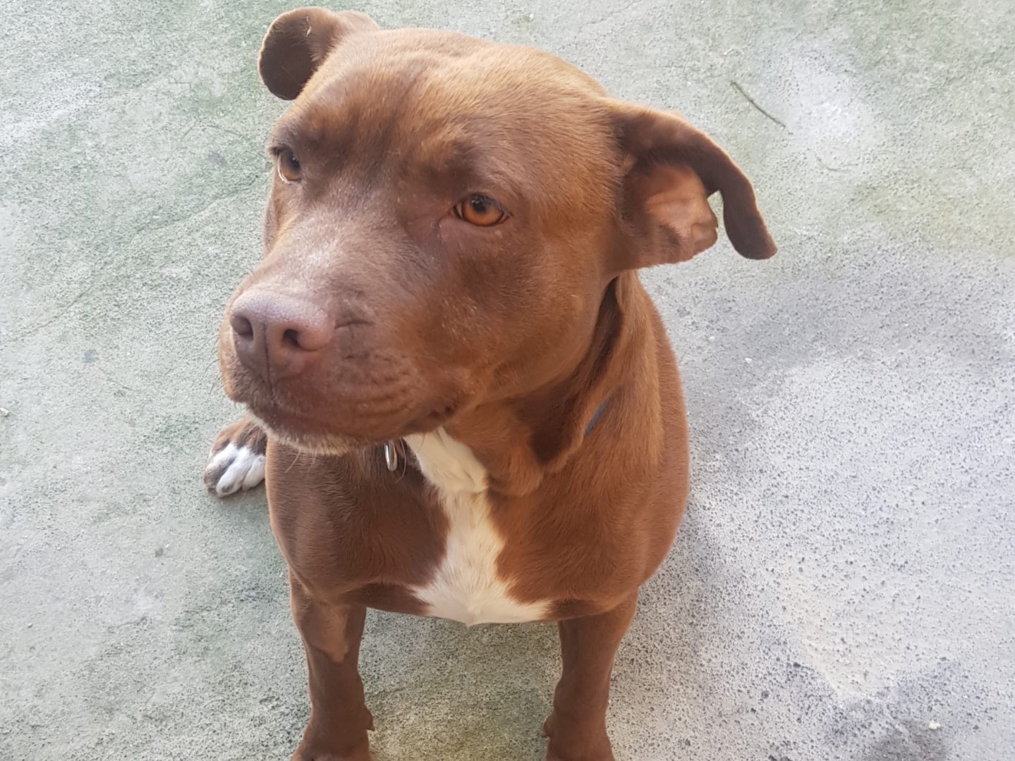 Adotta un cane, femmina, 1 anno e 2 mesi, Siracusa