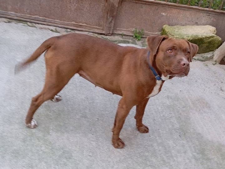 Adotta un cane, taglia media, femmina, Siracusa