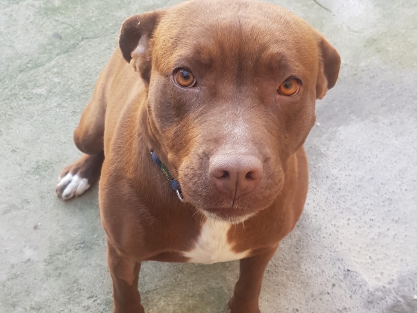 Vuoi adottare un cane a Siracusa?