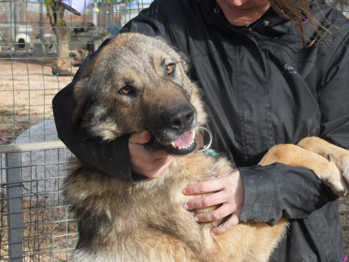 Vuoi adottare un cane a Lecce?