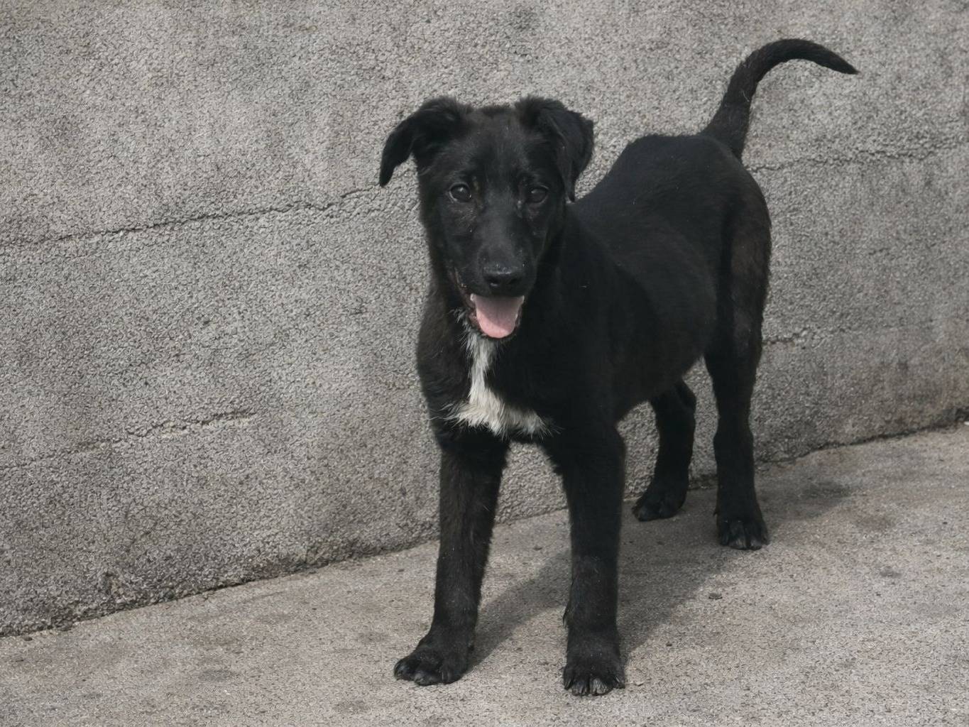 Adozione cane, femmina, Razza sconosciuta Razza sconosciuta, 4 mesi, taglia media, Crotone