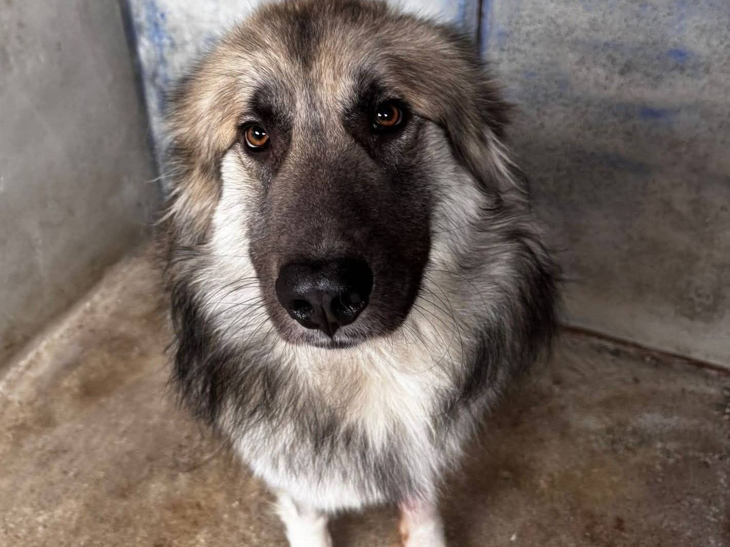 Adozione cane, maschio, Pastore della Russia meridionale Razza sconosciuta, 1 anno, taglia gigante, Crotone
