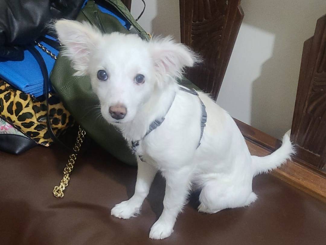 Adozione cane, femmina, Razza sconosciuta Razza sconosciuta, 4 mesi, taglia piccola, Avellino