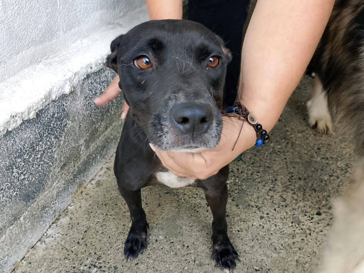 Adozione cane, femmina, Pitbull Razza sconosciuta, 1 anno, taglia media contenuta, Crotone