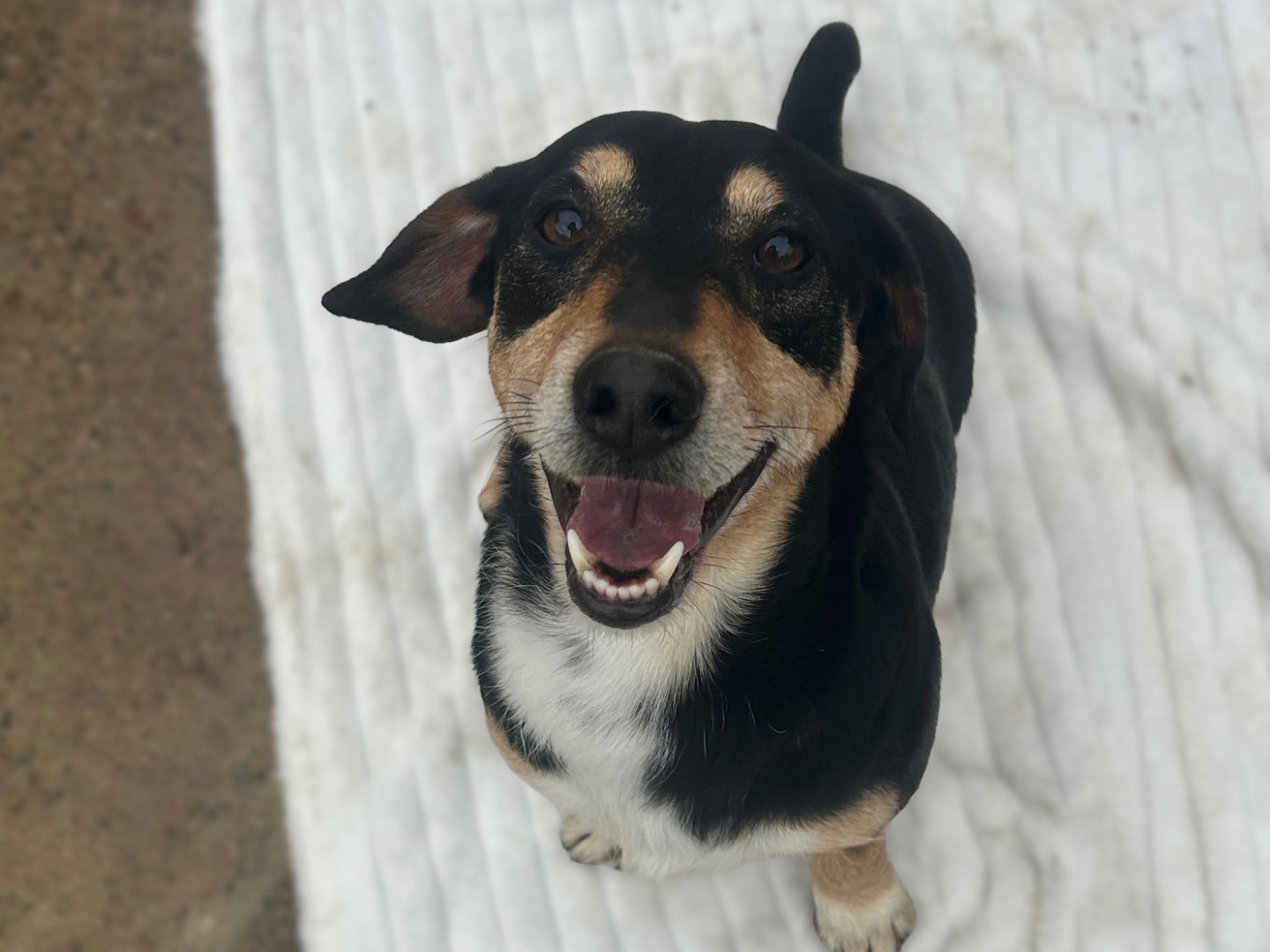 Vuoi adottare un cane a Sud?