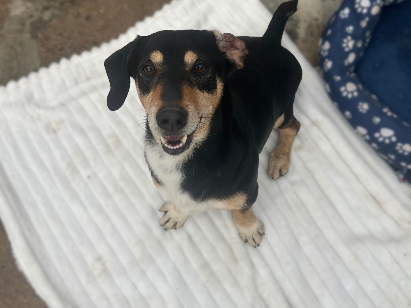 Adotta il cane Gastone  a Sud