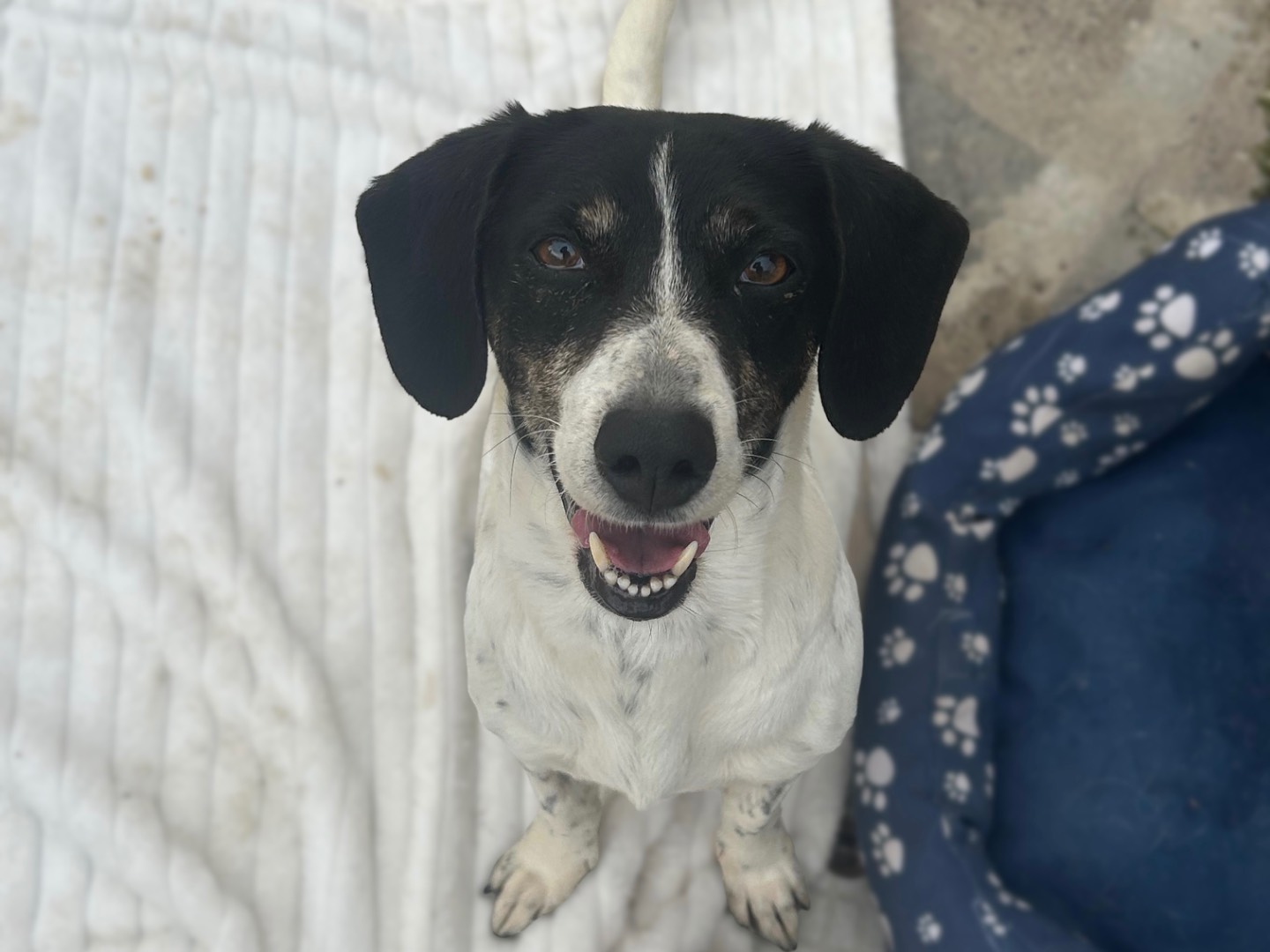 Adozione cane, femmina, Bassotto Razza sconosciuta, 2 anni e 10 mesi, taglia media contenuta, Sud