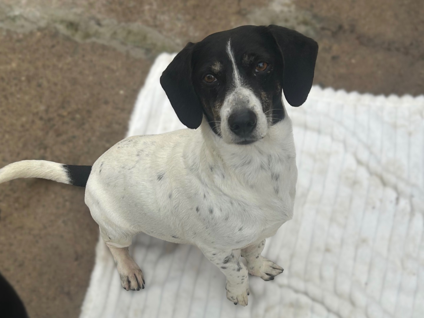 Adotta un cane, femmina, 2 anni e 10 mesi, Sud