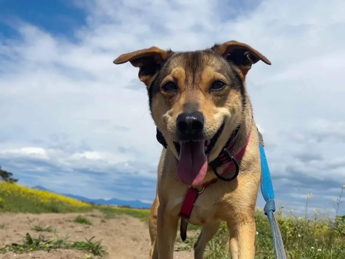 Adotta un cane, femmina, 4 anni e 11 mesi, Caserta