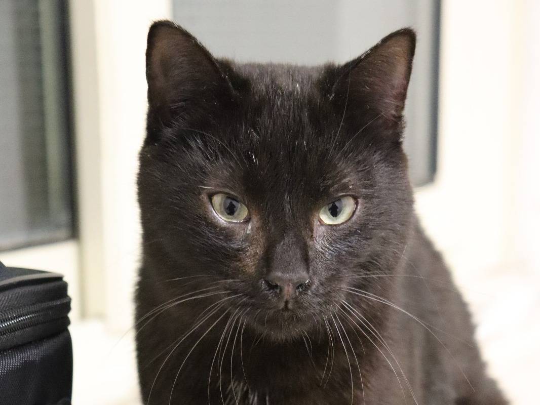 Adotta un gatto, taglia non valida, maschio, Barletta