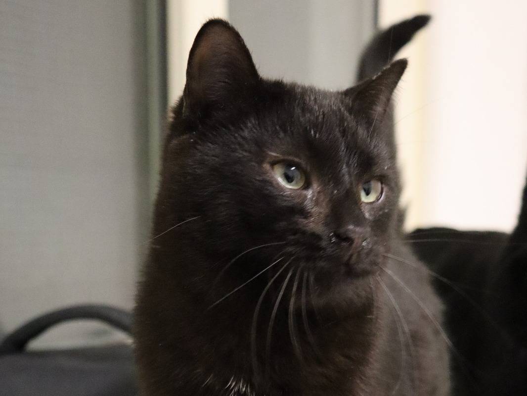 Vuoi adottare un gatto a Barletta?