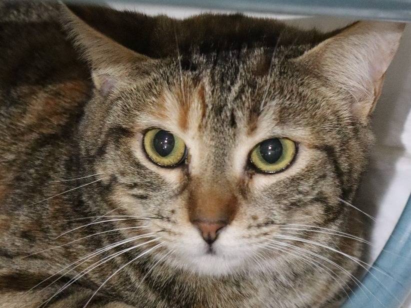 Adozione gatto, femmina, Razza sconosciuta Razza sconosciuta, 1 anno e 8 mesi, taglia non valida, Barletta