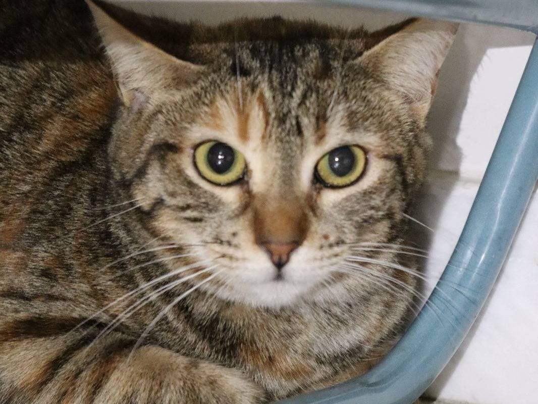 Adotta un gatto, femmina, 1 anno e 8 mesi, Barletta