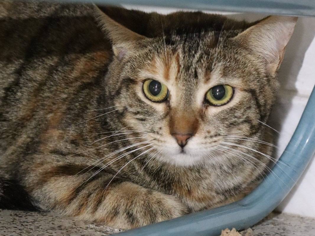 Adotta un gatto, taglia non valida, femmina, Barletta