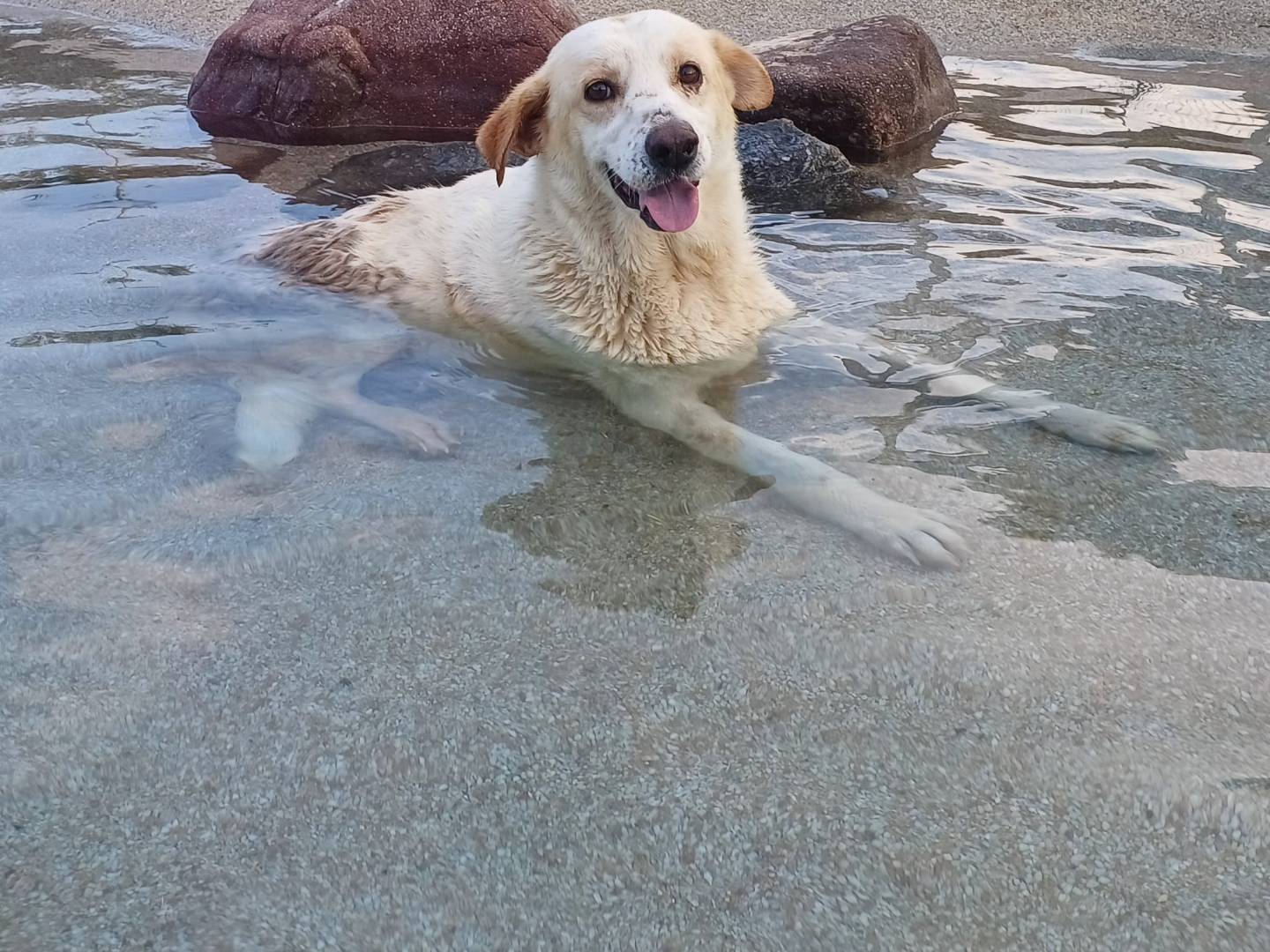 Adozione cane, femmina, Razza sconosciuta Razza sconosciuta, 7 anni e 1 mese, taglia media, Mantova