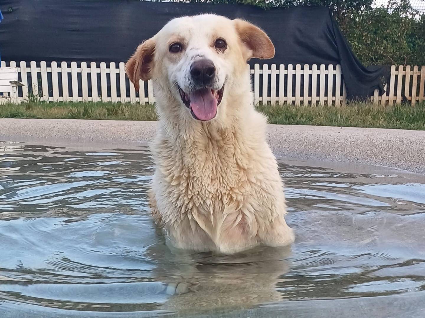 Adotta un cane, femmina, 7 anni e 1 mese, Mantova