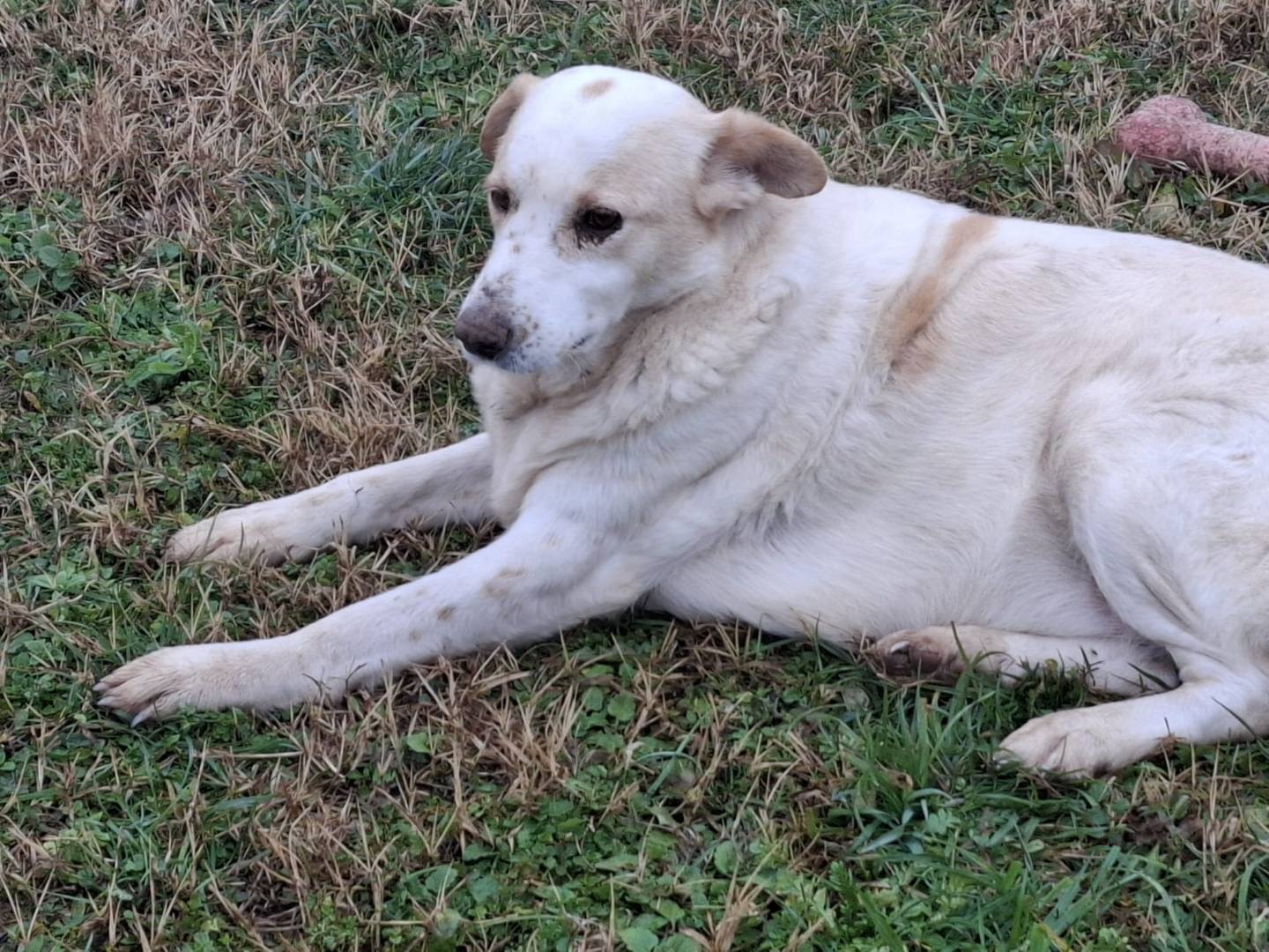 Adotta un cane, taglia media, femmina, Mantova