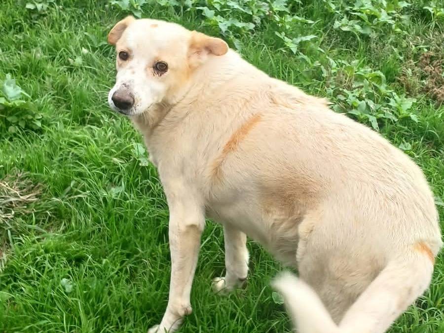 Vuoi adottare un cane a Mantova?