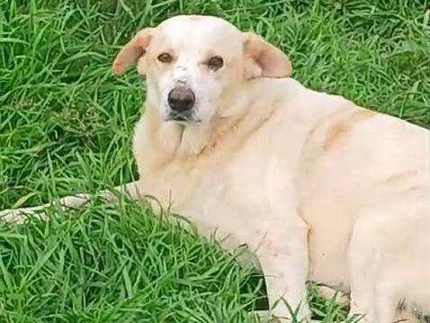 Adotta il cane Snoopa a Mantova