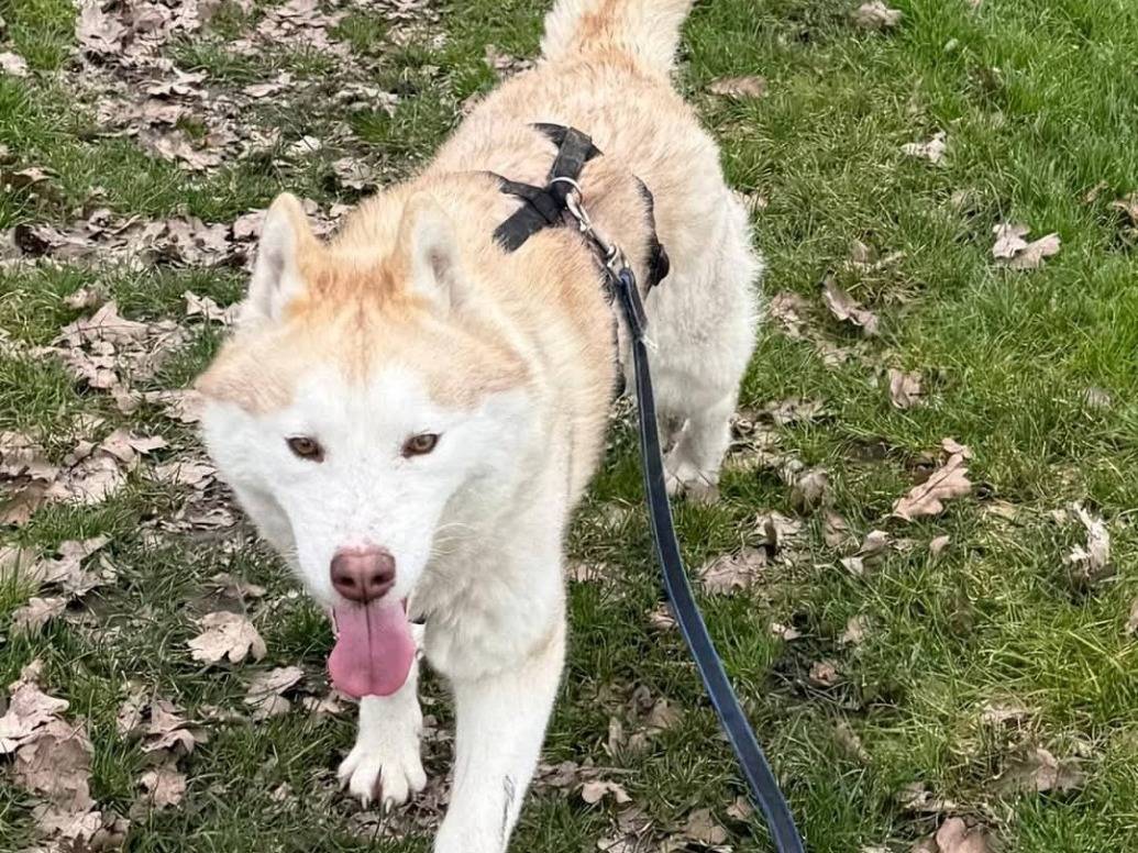 Adozione cane, femmina, Siberian Husky Razza sconosciuta, 5 anni e 1 mese, taglia media, Cremona