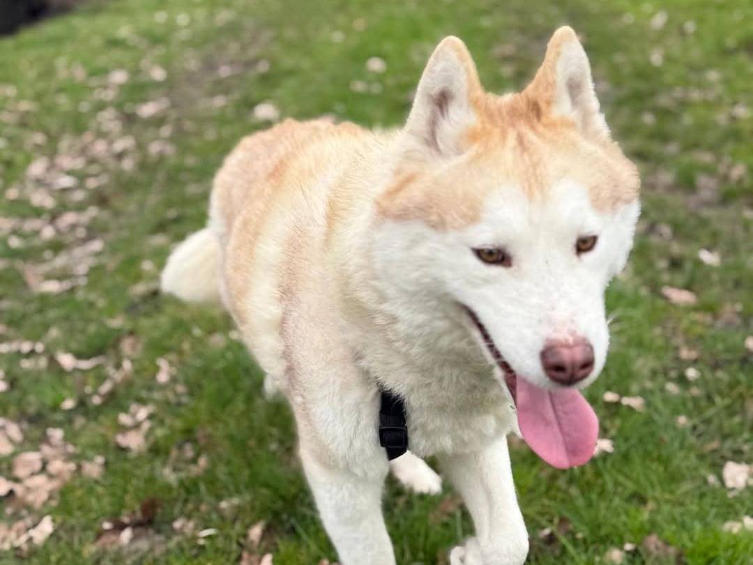 Adotta un cane, taglia media, femmina, Cremona