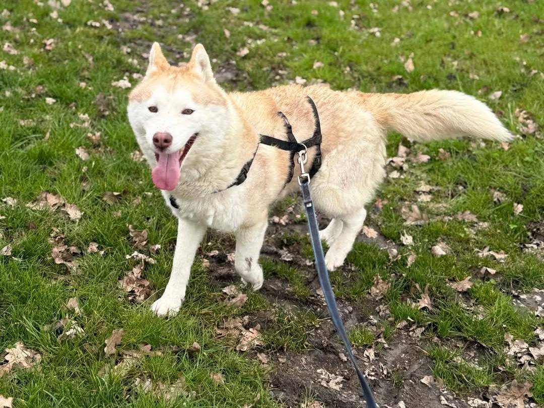 Vuoi adottare un cane a Cremona?