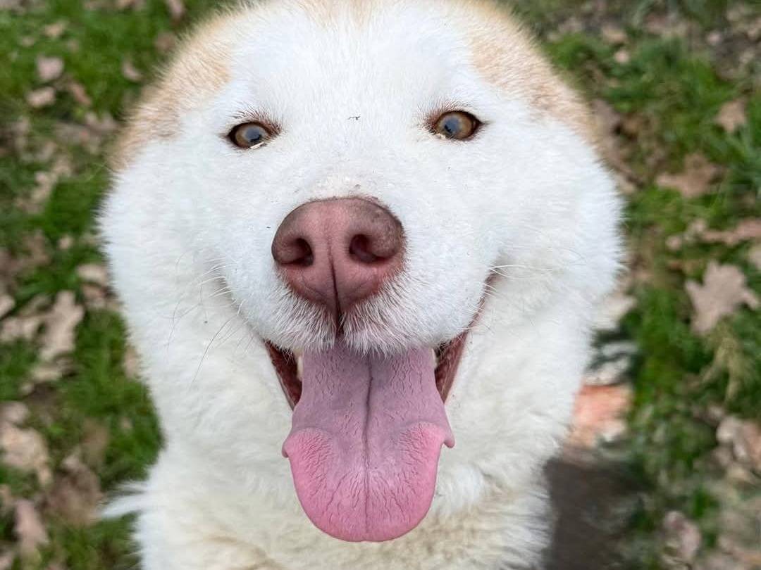 Adotta il cane Meteora a Cremona