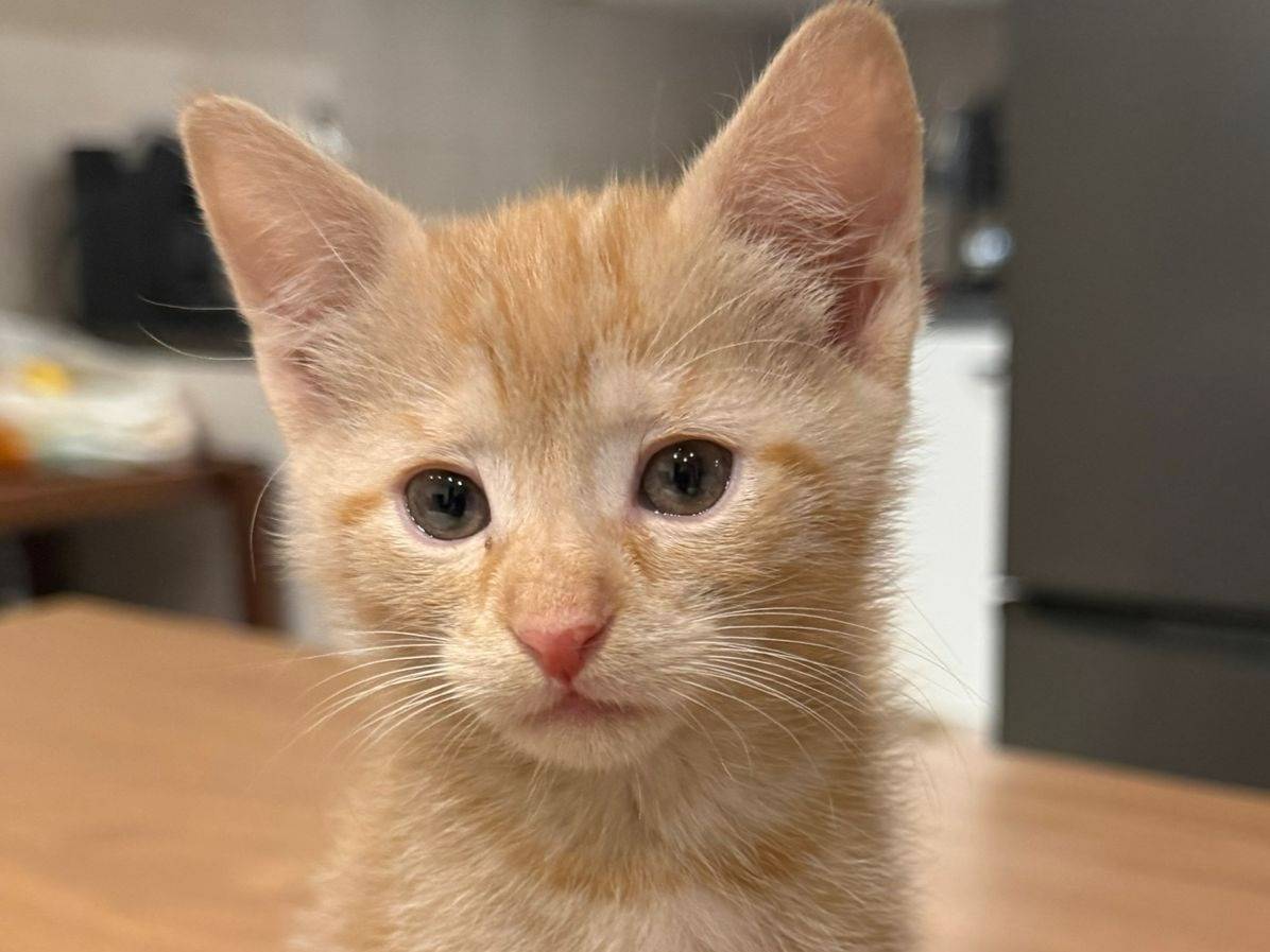 Adozione gatto, femmina, Razza sconosciuta Razza sconosciuta, 2 mesi, taglia non valida, Napoli