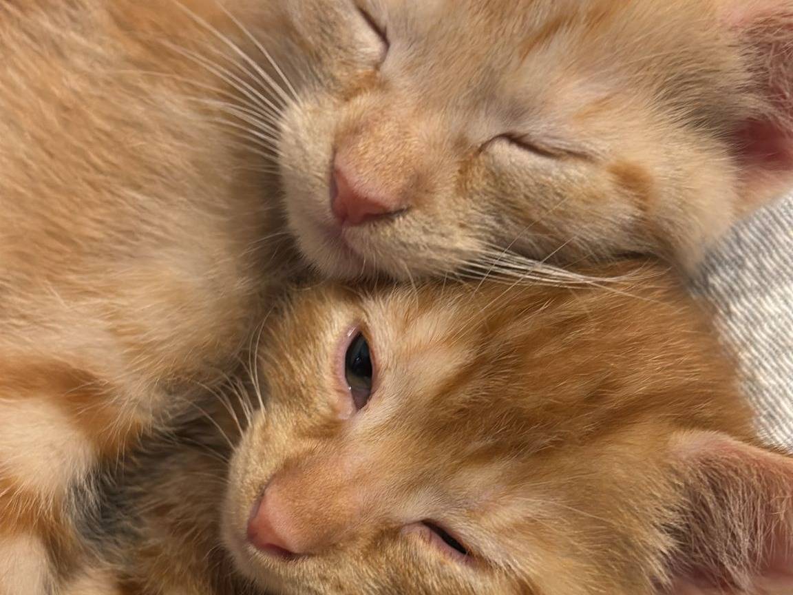 Adotta un gatto, femmina, 2 mesi, Napoli