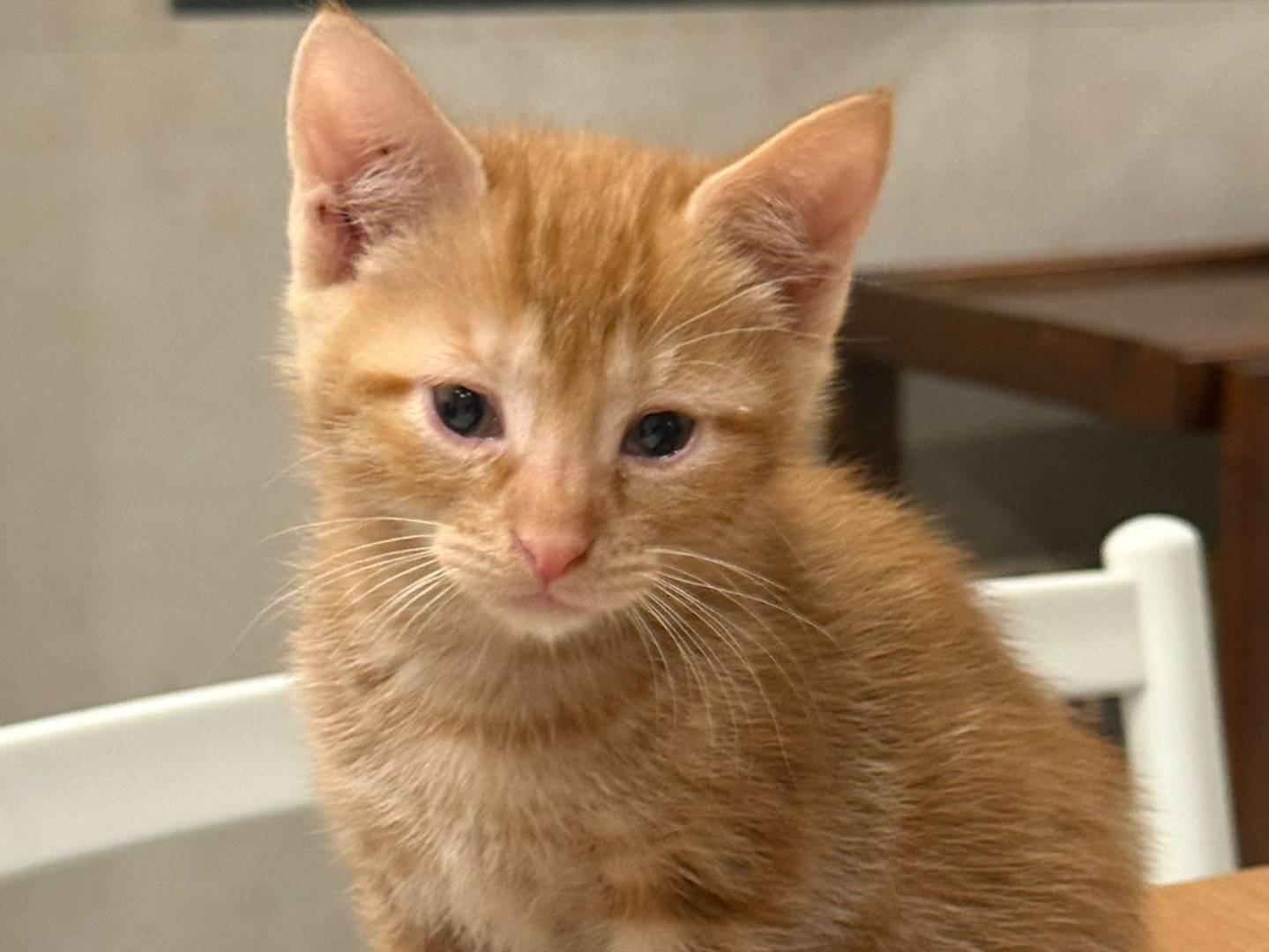 Adozione gatto, femmina, Razza sconosciuta Razza sconosciuta, 2 mesi, taglia non valida, Napoli