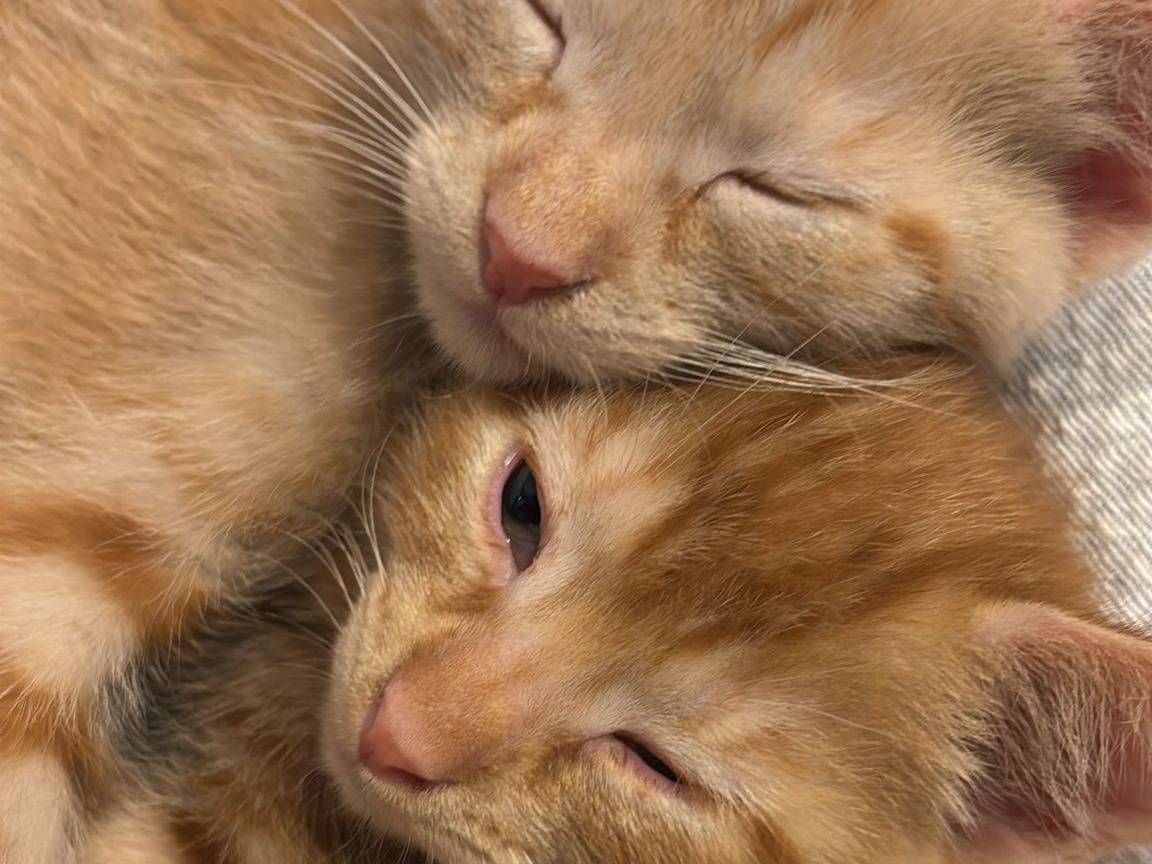 Adotta un gatto, femmina, 2 mesi, Napoli