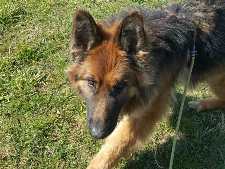 Adozione cane, maschio, Razza sconosciuta Razza sconosciuta, 10 anni e 11 mesi, taglia gigante, Milano