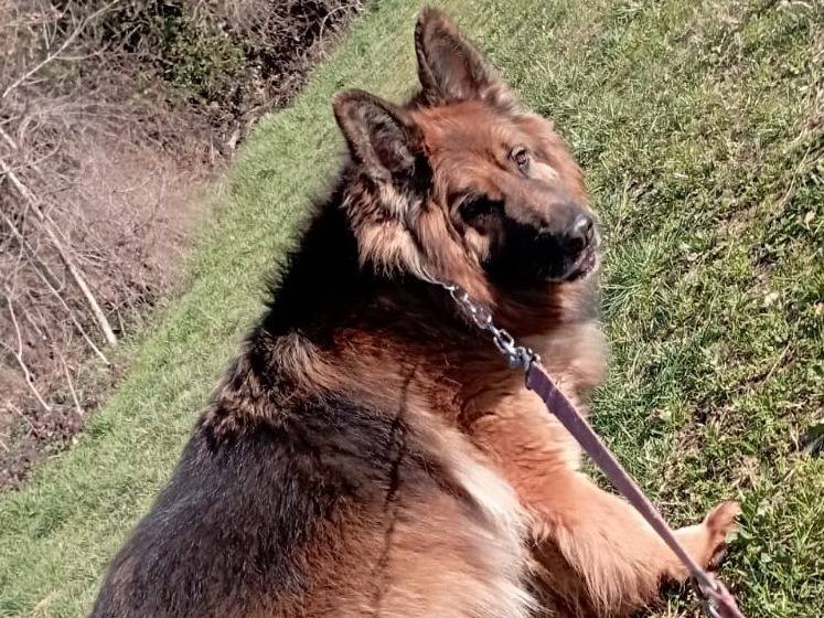 Adotta un cane, taglia gigante, maschio, Milano