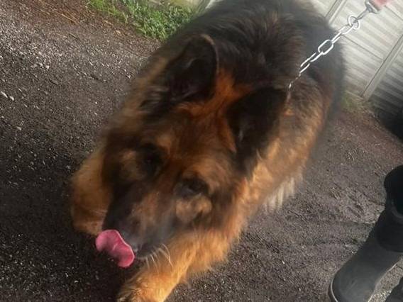 Vuoi adottare un cane a Milano?