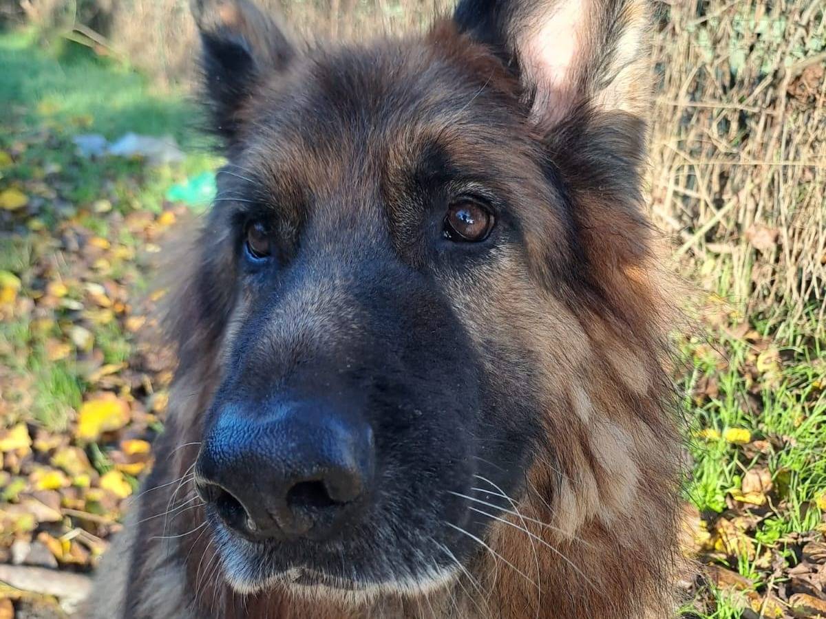 Adotta il cane Maxx a Milano