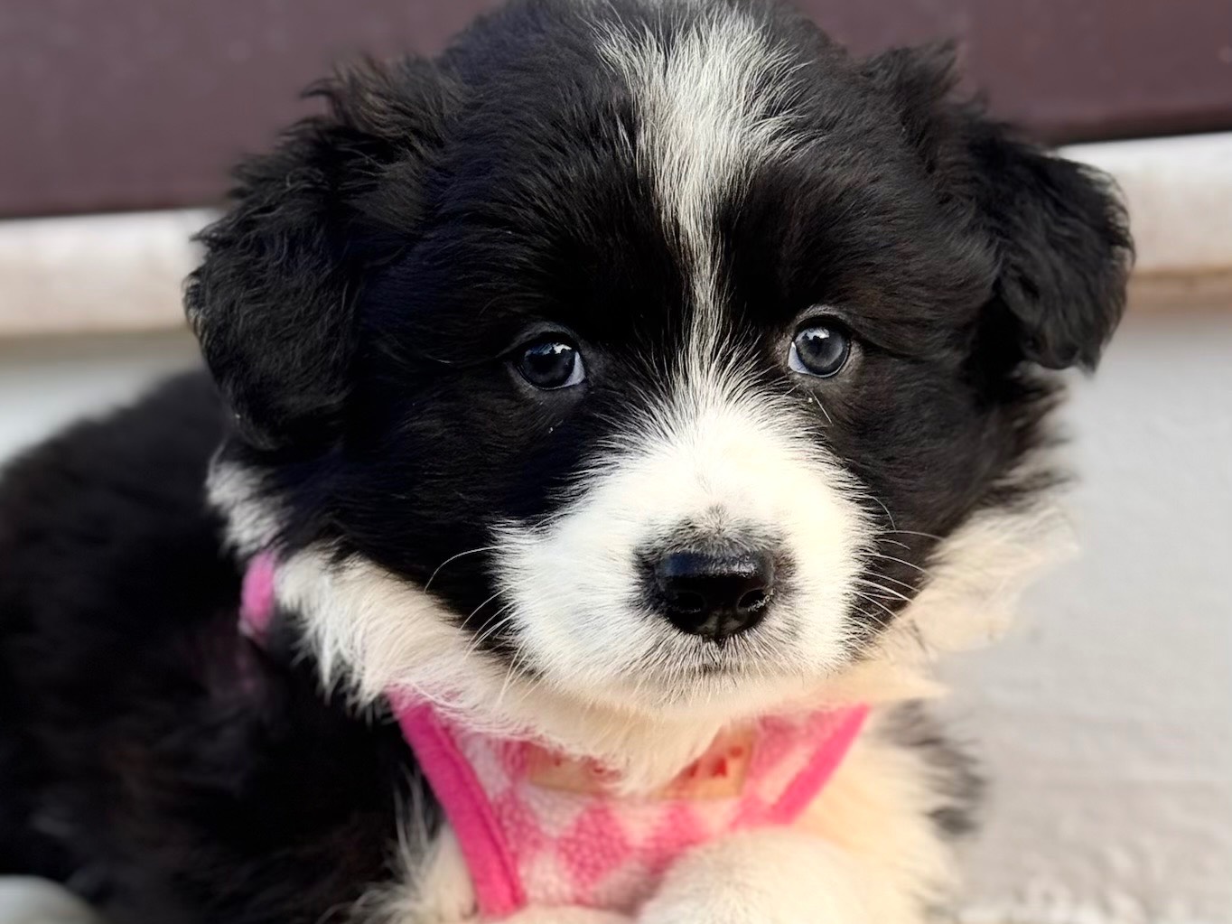 Adozione cane, femmina, Border Collie Razza sconosciuta, 3 settimane, taglia piccola, Lecce